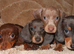 Full dachshunds