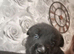 German Shepherd cross Belgian mali pups