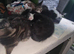 american short hairx kittens ready