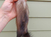 Polecat jill - semi angora - 6months old