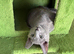 TICA 5* pedigree Russian blue kittens