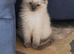Beautiful Ragdoll kittens looking for new homes