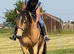 17.1 Warmblood
