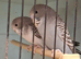 Beautiful baby blackface and blackface split budgies