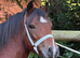 Section A 2 Year old Gelding