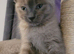 Kittens for sale
