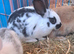 Mini rex cross Dutch