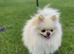 KC Registered Pedigree Pomeranian Female &ndash; Tiny 2.2kg Teddy Bear Type