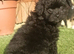 Beautiful pomapoo puppies