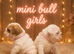 Stunning F1 Minibulls