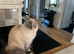 Ragdoll wanted 5 years old +
