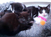 Kittens looking for a loving home