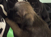 3 KC Registered Border Terrier Dog Pups