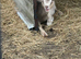 Dwarf dairy buck x golden guernsey