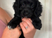 Sproodle puppies