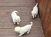 * 1 boy left *Great white stunning german sheherd boy pups for sale