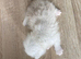 GCCF Registered Silver British Shorthair Kittens