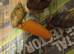 Giant african land snails for sale