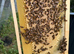 Langstroth Beehive / Cedar / QE Included