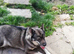 Husky cross for sale