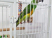 Baby Senegal with new cage