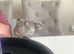 Beautiful French bulldog