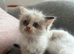 Last beautiful boy available ragdoll cross kitten