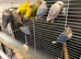 Love birds