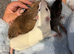 4 Male Rats Looking for a Loving Home