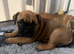 Beautiful DDB x French Bulldog