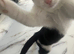 3 month old kitten