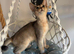 beautiful abyssinian kittens