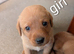 Kc registered Labrador puppy's
