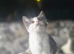 Kitten for rehoming