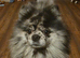 Merle triple coat pomeranian