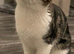 Two female for Rehoming