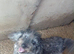 Beautiful Cockapoo Pup