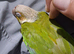 Conure