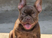 Beautiful french bulldog, fluffy & pink carrier