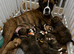 Kc Boxer puppies