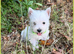 West Highland Terrier Pups