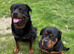 Beautiful Rottweiler puppies