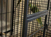 Breeding pairs India ringneck available good offer