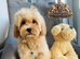 Last Exquisite Esponjoso Royal maltipoo Boy