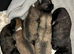 Lhasa Apso puppies for sale