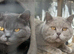 LILAC BSH MALE