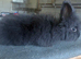 Beautiful lionhead doe ( girl )