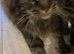 Maine coon cat for sale £600
