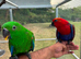 Hand reared eclectus parrots, ready in 2 weeks!