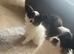 Beautiful puppies for sale